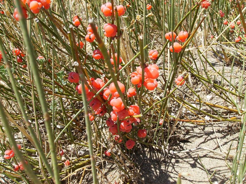 Ephedra distachya / Efedra distachia